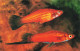 ANIMAUX - Xiphophorus Helleri - Colorisé - Carte Postale - Vissen & Schaaldieren