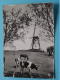 De Molen - Le Moulin > DAMME ( Edit.: Thill ) Anno 19?? ( Zie / Voir SCANS ) ! - Damme