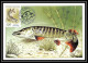 4554c/ Carte Maximum (card) France N°2666 Poissons (Fish) De France édition Cef Fdc 1990 - 1980-1989