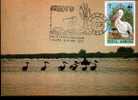 Romania  Carte Maximum With Birds WWF 1987. - Pelicans