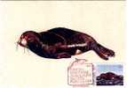 Portugal Maximum Card MONK SEAL 1983 / Portugal Carte Maximum PHOQUE MOINE - Other & Unclassified