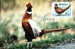 Sverige Nice Carte Maximum With Bird Pheasant 1997. - Gallináceos & Faisanes