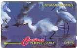 Cayman - Snowy Egret - Bird - Autres & Non Classés