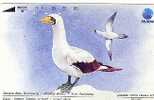 Indonesia - Bird - Masked Booby - Andere & Zonder Classificatie