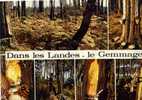 LE GEMMAGE   -   DANS LES LANDES    -    (1979) - Arbres