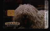 DOGS - HUNGARY - KOMONDOR - Chiens