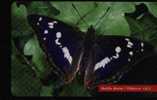 BUTTERFLY - SLOVAKIA 03 - Schmetterlinge