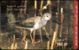 EMIRATS ARABES UNIS - OISEAUX TEREK SANDPIPER USED (°) - Other & Unclassified