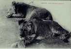 DJIBOUTI - LIONS D´ABYSSINIE APPRIVOISES - Lions