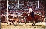 Cowboy On Horse - Calf Roping - Hippisme