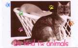 Cat - Gato - Katze - Felino - Chat - Matou - Gatto - Gatta - Singapore 1 - Katzen