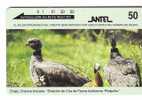 Animals – Birds - Flier - Vogel - Voegel - Oiseau - Rapace-uccello- Pajaro-tia- Bird - Duck - Old Uruguay Card - Other & Unclassified