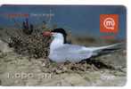 Slovenia Birds - Vogel - Oiseaux - Voegel - Oiseau - Rapace - Pajaro - Bird STERNA HIRUNDO ( Paper Card ) - Other & Unclassified