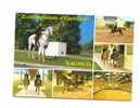 Cpm Ecole Nationale D Equitation Saumur - Horse Show