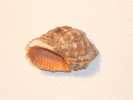 Seashells –seemuschel -conchiglia– Sea Shell – Coquille – Seashell -Croatian Adriatic Sea THAIS HAEMASTOMA (Linne,1767) - Seashells & Snail-shells