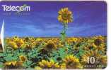 SUNFLOWER ( New Zealand ) - Tournesol - Soleil - Girasol - Girasole - Sonnenblume - Sunflowers - Tournesols - New Zealand