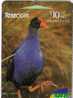 PUKEKO - Purple Swamphen ( New Zealand )*** African Purple Swamphen (Swamp Hen ,Moorhen , Gallinule) Porphyrio Porphyrio - Autres & Non Classés