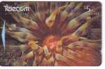 New Zealand - Undersea – Underwater - Marine Life – Fish – Poisson – Red Sea Anemone - Neuseeland