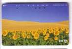 SUNFLOWER ( Japan ) - Tournesol - Soleil - Girasol - Girasole - Sonnenblume - Sunflowers - Tournesols - Flowers