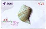 Seashells – Seemuschel - Conchiglia– Sea Shells –coquille – Muschel – Seashell – Muszle - Shell - MINT CARD No. 1 - Poissons