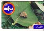 Venezuela Fauna – Faune - Bug – Wanze – Punaise – Insect - Insecte – Insects - Bugs - Insectes - GYMNETIS STELLATA - Autres & Non Classés