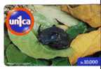 Venezuela Fauna – Faune - Bug – Wanze – Punaise – Insect - Insecte – Insects - Bugs - Insectes - MEGAPHANEUS LANCITER - Autres & Non Classés