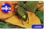 Venezuela Fauna – Faune - Bug – Wanze – Punaise – Insect - Insecte – Insects - Bugs - Insectes - CHRYSOPHORA CHRYSOCLORA - Autres & Non Classés