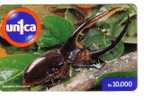 Venezuela Fauna – Faune - Bug – Wanze – Punaise – Insect - Insecte – Insects - Bugs - Insectes - DYNASTES NEPTUNUS - Autres & Non Classés