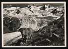 Im Engadin,Rosegtal Mit Sella Gruppe U.Roseg Gletscher - Verlag:FOTO MAX,Max Wagner,St Moritz - St. Moritz