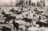 EN PROVENCE 151 UNE MANADE DE TAUREAUX CAMARGUE - Toros