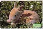 JAPON  BEBE LAPIN RABBIT BABY DANS L´HERBE SUPERBE - Konijnen