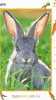 JAPON  LAPIN RABBIT DANS L´HERBE SUPERBE AVEC SES PETITES CAROTTES - Lapins