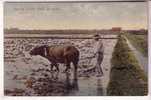 HAWAII , Plowing In Rice Field , Honolulu - Hawaï