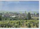 CHABLIS.  897.5. LES CELEBRES VIGNES - Chablis