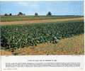 "CHAMP DE TABAC SUR LES TERRASSES DE LOESS"(MARMOUTIER). REPRO DE PHOTO . - Sonstige & Ohne Zuordnung