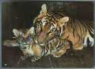 TIGER With TIGER CUB. Old Russian Postcard - Tigres