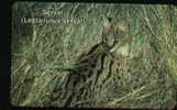 Namibia Serval, Wild Cat  Animal, Fauna, Wildlife - Katzen