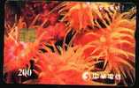 Taiwan Orange Group Anemona Animal Fauna Sea Marine - Poissons