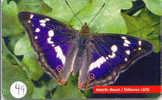 PAPILLON Butterfly SCHMETTERLING VlinderTelecarte (44) - Schmetterlinge