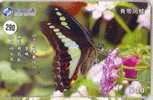 PAPILLON Butterfly SCHMETTERLING VlinderTelecarte (290) - Schmetterlinge