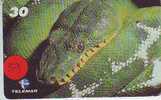 SERPENT SCHLANGE SERPIENTE SNAKE SLANG Telecarte (59) - Jungle