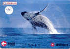 BALEINE WAL WHALE WALVIS BALLENA Carte (25) - Peces