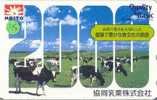 COW VACA VACHE KUH KOE MUCCA On Phonecard (118) - Cows