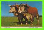 OXEN TEAM  From Nova Scotia - ÉQUIPE DE BOEUF DE TIR - CARTE JAMAIS ÉTÉ UTILISÉE - - Other & Unclassified