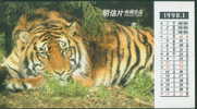 Tiger - Tigre - Tijger - A Sleeping Tiger Postcard With The Monthly Calendar Of 1998-01 - Tigres