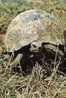 TORTUE ( 1 ) - Turtles