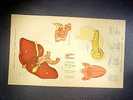 PLANCHE D'ANATOMIE HUMAINE APPAREIL DIGESTIF - Edudiant Médecine Corp Humain Docteur Science - Medical & Dental Equipment