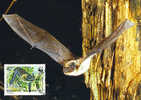 Bulgarie : CM Carte Maximum Chauve Souris Bat Mammifere Animal Vol Protection WWF - Vleermuizen