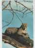 Lion - Leeuw - The East African Wild Life Society - Nairobi - Kenya - Printed By Kenya Litho Ltd - Lions