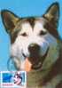 Roumanie  Chien 2001  Husky De Siberie   N° 4677 Obl.. Sur Carte - Used Stamps